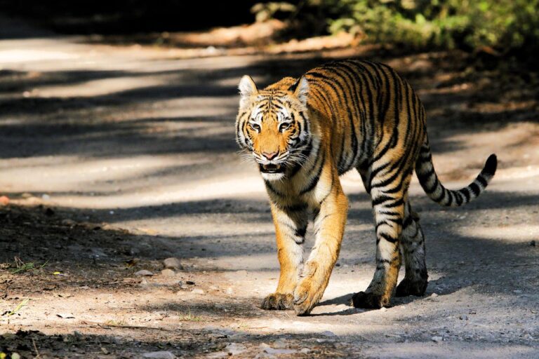 Corbett Heritage Zone